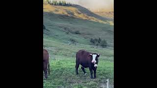 BIENTÔT LA FIN DE SAISON POUR CES VACHES  Ici l’alpage de la Duche 1500mLe Grand bornand [upl. by Tenner]