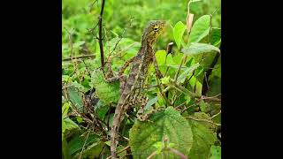 Indian garden lizard Reptile [upl. by Naimed]