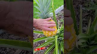 Picking Fully Ripe Homegrown Pineapple fruit tropicalfruit florida tropical exotic [upl. by Lucilla30]