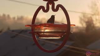 video of Penelope the hummingbird [upl. by Nimsay]