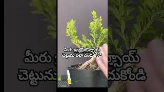 ఇంట్లో బోన్సాయ్ చెట్టును పెంచుకోవడం bonsaitree bonsai [upl. by Ztnarf687]