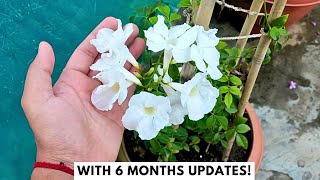 Growing White Bower Vine in a Pot Pandorea Jasminoides With 6 Months Updates [upl. by Catha]