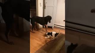 Beagle Puppy meets Black amp Tan Coonhound😂 shorts shortvideo viral funnydogs dog puppy cute [upl. by Latimer]