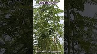 SESBANIA GRANDIFLORA AGATHI SEEDS  AGASTHI SEEDS PLANTATION [upl. by Spain914]