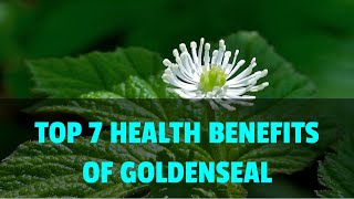 Top 7 Health Benefits of Goldenseal  Herbs for Cancer Cold or Flu and Digestive Issues [upl. by Rogers]