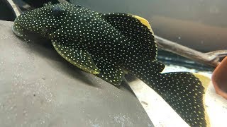 The gold nugget pleco  Baryancistrus xanthellus [upl. by Acinej]