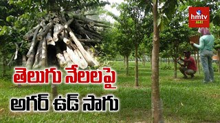 తెలుగు నేలలపై అగర్ ఉడ్ సాగు  Agarwood Farming  hmtv Agri [upl. by Petta]