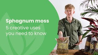 How To Grow Live Sphagnum Moss [upl. by Smaoht]