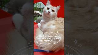 I pay with my cuteness 😂😂 cat simbathecat catfunny catlover catvideos catselfie shorts [upl. by Costin]