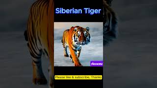 Awesome Siberian Tiger Prowling on Snow [upl. by Acceb229]