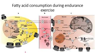 Fatty acid consumption during endurance exercise Code 577 [upl. by Odracer885]