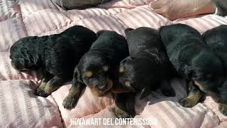 Puppy Hovawart 2020 [upl. by Letitia]