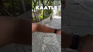 kutta👹 peeche pad jaye to kaise bache amanandbully pitbulldog [upl. by Ettesyl]