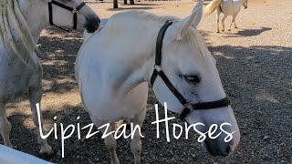 LIPICA  Amazing Lipizzan horses from LIPICA STUD FARM [upl. by Nerek]