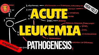 ACUTE MYELOID LEUKEMIA Pathogenesis of clinical symptoms [upl. by Melvina]