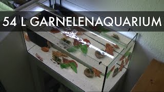 54 Liter Garnelenaquarium einrichten  14 Gallons Shrimp aquarium setup [upl. by Jehovah375]