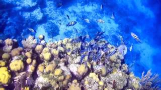 Under the sea  Snorkelling at Utila Honduras [upl. by Erinn]