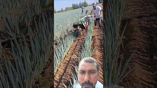 Pyaj ki kheti ke liye nai machinefarming pyaj pyajkikheti [upl. by Htaras]