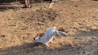 Best of Fainting Goats 2023🤣🤣 [upl. by Jannery734]