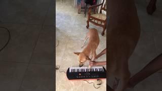 My dog was playing organwatch until end [upl. by Claretta676]