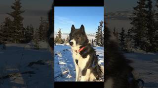 The Yukon at 30 Below Canadian Inuit Dog [upl. by Rois]