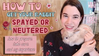 How to Prepare for Rabbit SPAYNEUTER  sharing my experience amp what to knowexpect [upl. by Lalittah742]