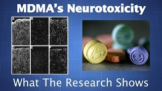 MDMAs Neurotoxicity What the Research Shows amp How to Reduce Your Risk [upl. by Rosdniw]