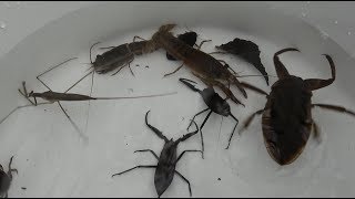 水生昆虫をガサガサしたよ タガメ 水カマキリ タイコウチ 日本の絶滅危惧種。 [upl. by Aierbma362]