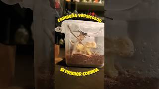 Si primer comida caribeña versicolor amazing insects animals tarantula mexico shortsviral [upl. by Mungam]