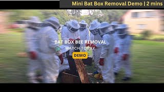 Bat Box Bee Removal  Commercial Bee Removal Highlights  beeremoval bees [upl. by Louis]