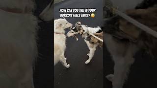 Does your borzoi feel GUILTY borzoi unhinged tips doglife doghealth education dogs [upl. by Tterrag]