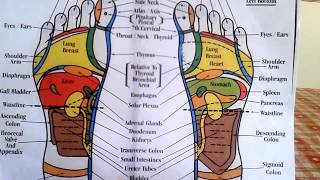 Reflexology  How to Read a Foot Reflexology Chart [upl. by Centeno623]