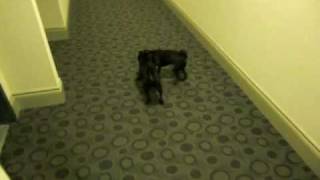 Pugs Fighting in Hallway 12 [upl. by Eltsyrhc]