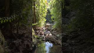 Sunshine Coast Queensland Buderim Falls Serenity Falls [upl. by Eiblehs448]