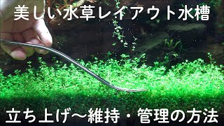 【お役立ち情報】美しい水草レイアウト水槽 立ち上げ方～維持管理方法の解説 [upl. by Suirtemid]