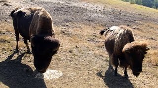 La Ferme aux Bisons Lapenne Ariège HD [upl. by Irahcaz]