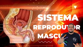 Sistema Reprodutor Masculino  Sistema Genital Masculino [upl. by Nedrud]