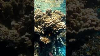 🇪🇬 Reef Sharm El Sheikh Red Sea 🐠 shorts shorts shortvideo shortsvideo reef egypt sea redsea [upl. by Homere402]