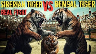 Siberian Tiger VS Bengal Tiger Fight Original Video breakdown। Lion vs Tiger । Facts phylum [upl. by Araek]