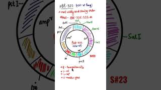 pBR 322pBR 322 Plasmid vector plasmid shorts biotech shorts pbr322 [upl. by Yaron600]