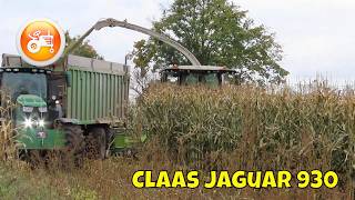 Silage 2024  Claas Jaguar 930 forager in maize silage [upl. by Mic]