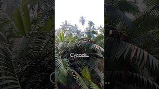 Cycads Natures living fossil 🍃 Dinosaurs era [upl. by Benetta]