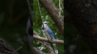 Blue jay 💙 birds reels short wildlife fyp viralshort beautiful lovely [upl. by Hibbitts857]