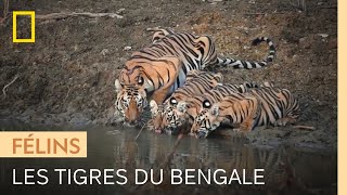 Une tigresse du Bengale élève ses petits sur un territoire riche en proies [upl. by Obocaj280]