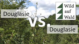 🌲Diese Douglasie solltest du nicht pflanzen wildaufwald [upl. by Flita]