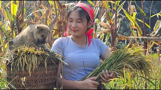 The girls rural life taking care of the chickens and going to the fields to glean rice [upl. by Henryson130]