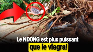 Le ndong ou piment de Guinée est un puissant aphrodisiaque facile à cultiver [upl. by Eelahs]