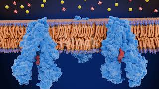 ion channel receptor [upl. by Mari]