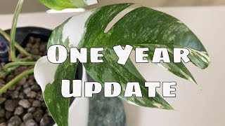 1 Year Epipremnum Pinnatum Variegata Propagation Update amp Tips [upl. by Dalston620]