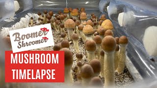 Mushroom Mycelium Petri Dish TimeLapse Compilation [upl. by Fulbright841]